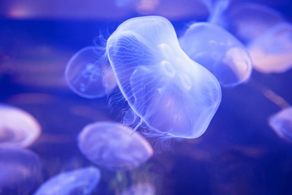 meduse mare pulito