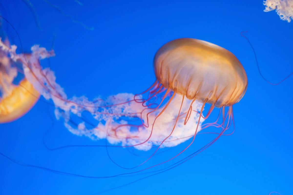 meduse in italia dove sono