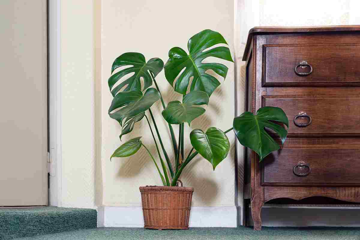 pianta lidl: acquista anche tu una monstera