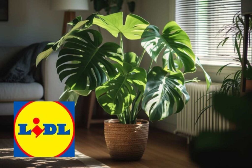 pianta lidl: acquista anche tu una monstera