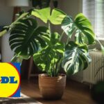 pianta lidl: acquista anche tu una monstera