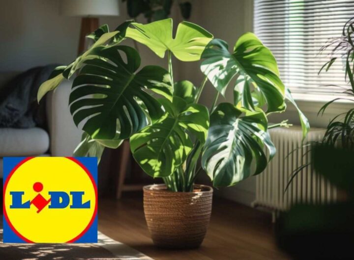 pianta lidl: acquista anche tu una monstera